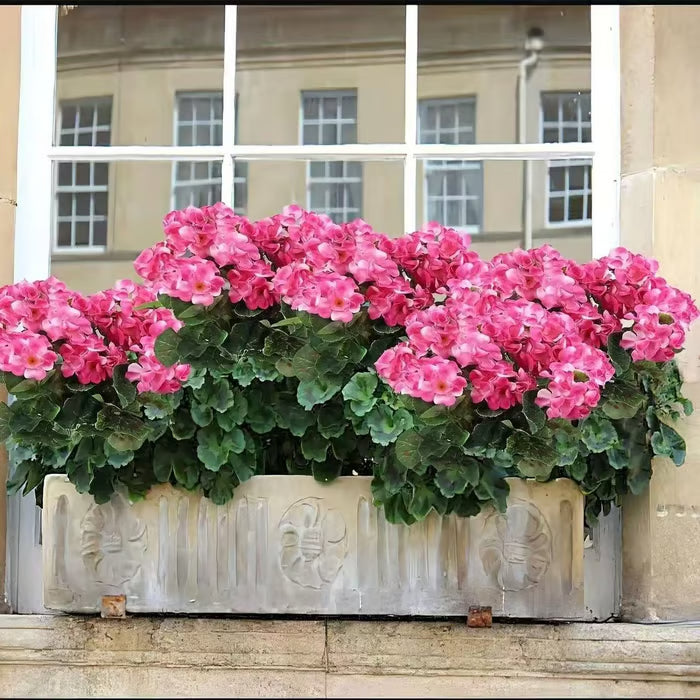 🌸 LAST DAY 50%OFF🌸13.7" Artificial Geranium Flowers