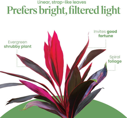 🌸 Realistic Artificial Boston Fern & Dragon's Blood Tree Plants
