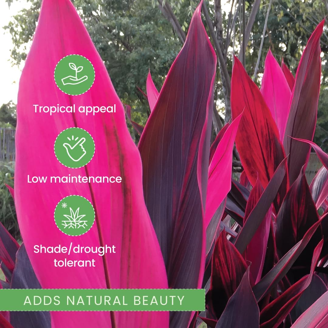 🌸 Realistic Artificial Boston Fern & Dragon's Blood Tree Plants