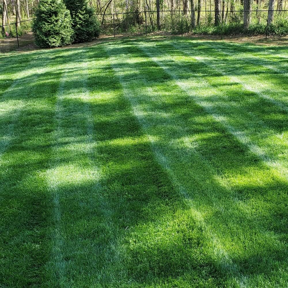 🔥Early Spring Hot SALE 49% OFF🌱Evergreen dwarf grass seed for four seasons