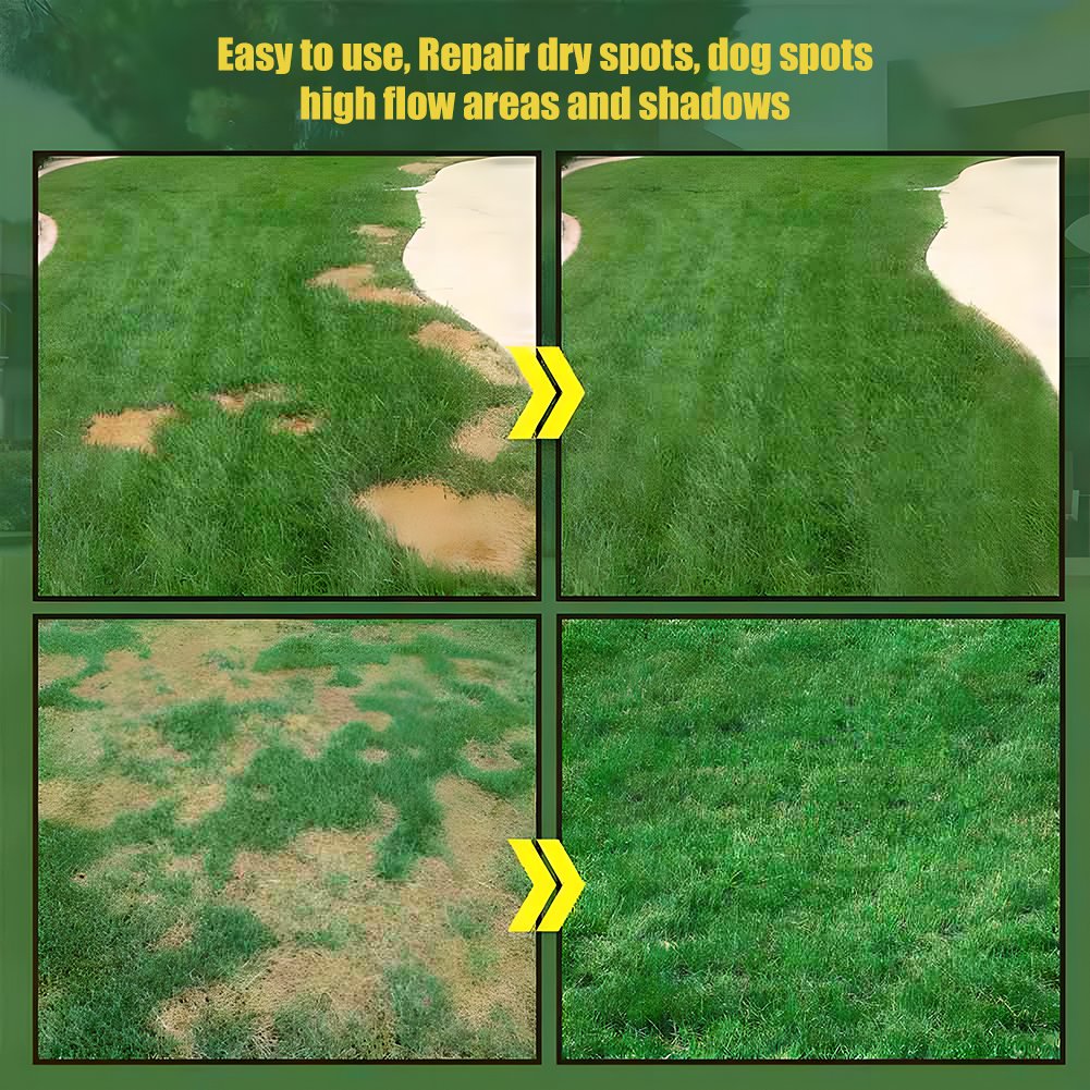🔥Early Spring Hot SALE 49% OFF🌱Evergreen dwarf grass seed for four seasons