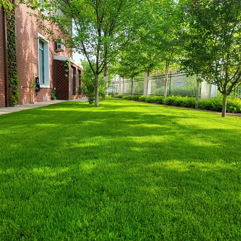 🔥Early Spring Hot SALE 49% OFF🌱Evergreen dwarf grass seed for four seasons