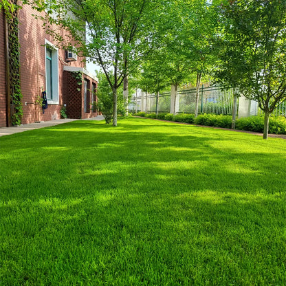 🔥Early Spring Hot SALE 49% OFF🌱Evergreen dwarf grass seed for four seasons