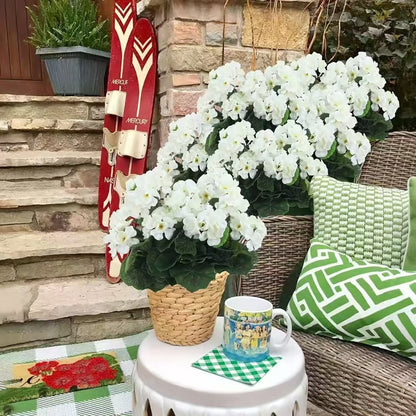 🌸 LAST DAY 50%OFF🌸13.7" Artificial Geranium Flowers